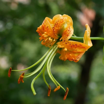 Lilie Henryi - Lilium - cibule lilií - 1 ks