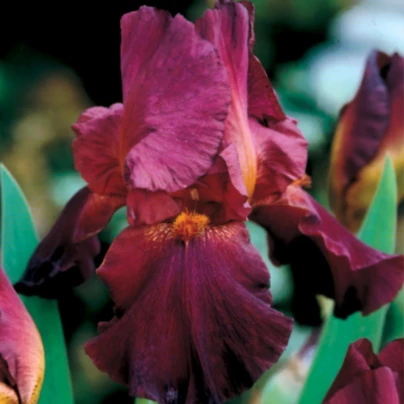 Kosatec německý bordó - Iris germanica - hlízy kosatců - 1 ks