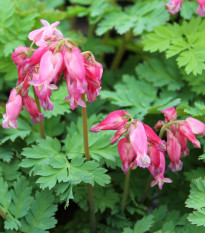 Srdcovka formosa Luxuriant - Dicentra formosa - hlízy srdcovky - 1 ks