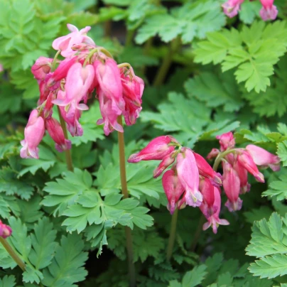Srdcovka formosa Luxuriant - Dicentra formosa - hlízy srdcovky - 1 ks