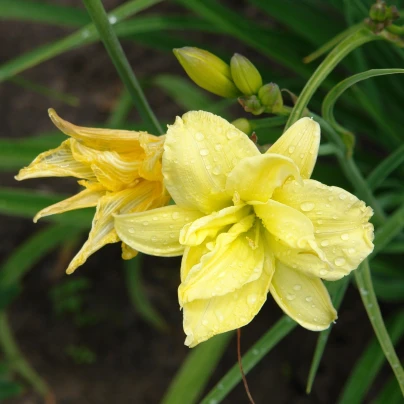 Denivka River Wye - Hemerocallis - hlízy denivky - 1 ks