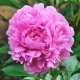 Pivoňka Sarah Bernhardt - Paeonia lactiflora - hlízy pivoňky - 1 ks