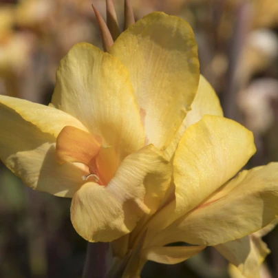 Dosna Angel Martin - Canna - hlízy dosny - 1 ks