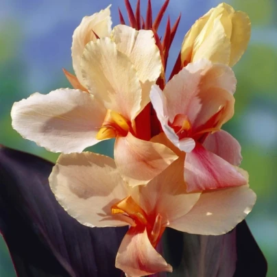 Dosna Angel Martin - Canna - hlízy dosny - 1 ks