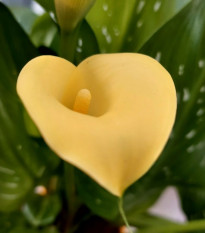 Kala Albomaculata - Zantedeschia - hlízy kaly - 1 ks