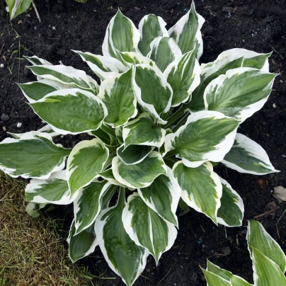 Funkie - Hosta Patriot - hlízy hosty - 1 ks
