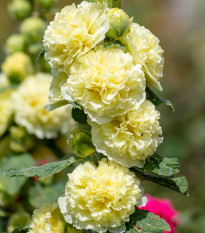 Topolovka žlutá - Alcea rosea - prostokořenné sazenice topolovky - 1 ks