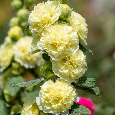 Topolovka žlutá - Alcea rosea - prostokořenné sazenice topolovky - 1 ks