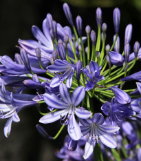 Kalokvět modrý - Agapanthus praecox - hlízy kalokvětu - 1 ks