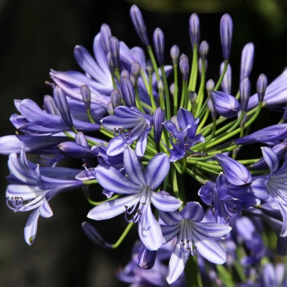 Kalokvět modrý - Agapanthus praecox - prostokořenné sazenice kalokvětu - 1 ks