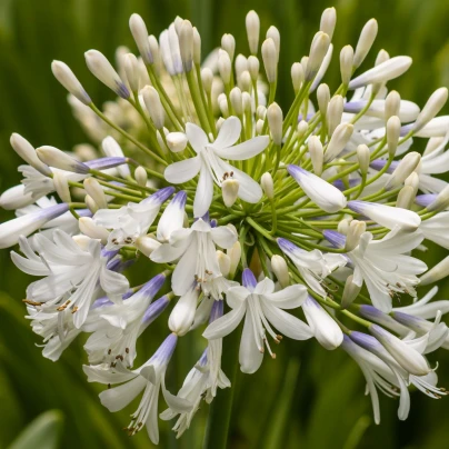 Kalokvět bílý - Agapanthus praecox - prostokořenné sazenice kalokvětu - 1 ks
