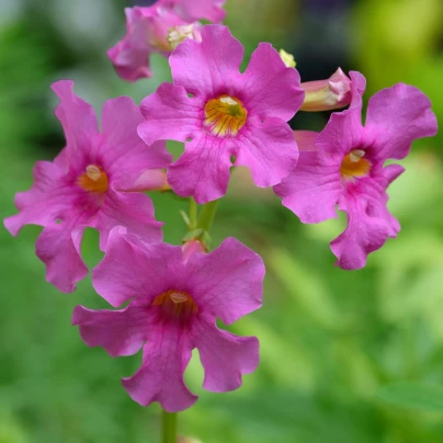 Dvojostice růžová - Incarvillea delavayi - hlízy dvojostice - 1 ks