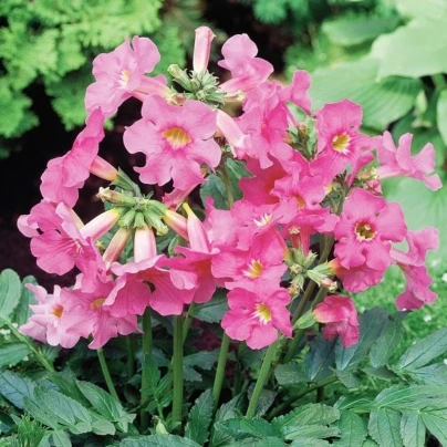 Dvojostice růžová - Incarvillea delavayi - hlízy dvojostice - 1 ks