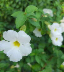 Dvojostice bílá - Incarvillea delavayi - hlízy dvojostice - 1 ks