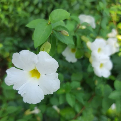 Dvojostice bílá - Incarvillea delavayi - hlízy dvojostice - 1 ks