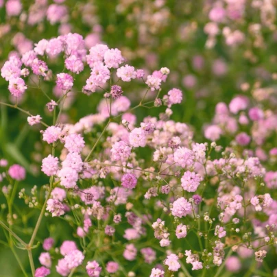 Šáter latnatý růžový - Gypsophila paniculata - prostokořenné sazenice šáteru - 1 ks