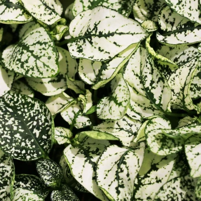 Podrostovka listoklasá Splash Select White - Hypoestes - osivo podrostovky - 30 ks