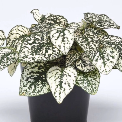 Podrostovka listoklasá Splash Select White - Hypoestes - osivo podrostovky - 30 ks