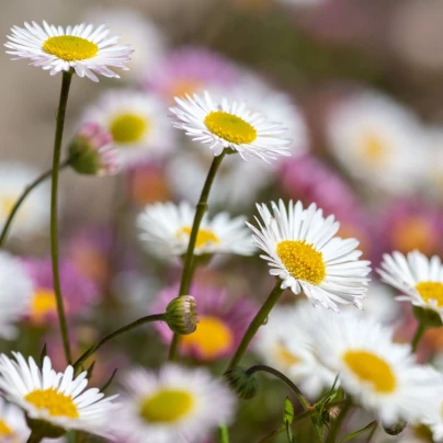 Turan Karwinského Profusion - Erigeron karvinskianus - osivo turanu - 50 ks