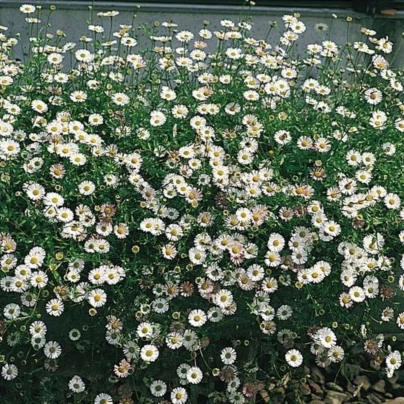 Turan Karwinského Profusion - Erigeron karvinskianus - osivo turanu - 50 ks