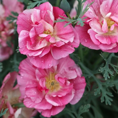 Sluncovka kalifornská plnokvětá růžová - Eschscholzia californica - osivo sluncovky - 150 ks