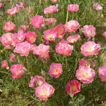 Sluncovka kalifornská plnokvětá růžová - Eschscholzia californica - osivo sluncovky - 150 ks
