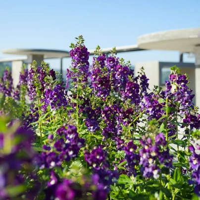 Angelonie úzkolistá Serenita purple - Angelonia serenita - osivo angelonie - 6 ks