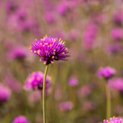 Pestrovka Fireworks - Gomphrena pulchella - osivo pestrovky - 10 ks