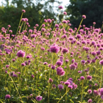 Pestrovka Fireworks - Gomphrena pulchella - osivo pestrovky - 10 ks