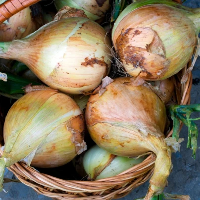 Cibule Exhibition - Allium cepa - osivo cibule - 100 ks