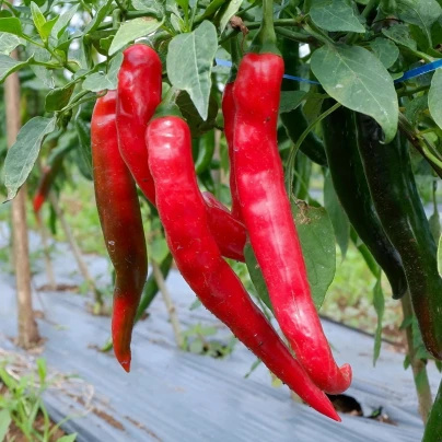 Paprika Thor F1 - Capsicum annuum - osivo papriky - 7 ks