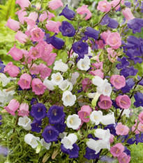 Zvonek prostřední jednoduchý - mix barev - Campanula medium - osivo zvonku - 200 ks