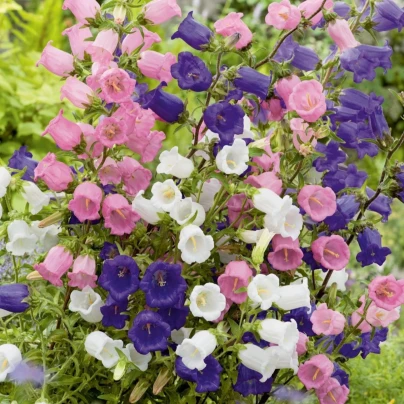 Zvonek prostřední jednoduchý - mix barev - Campanula medium - osivo zvonku - 200 ks