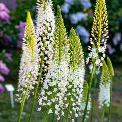 Liliochvostec White Beauty Favourite - Eremurus - hlízy liliochvostce - 1 ks