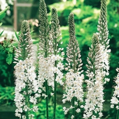 Liliochvostec White Beauty Favourite - Eremurus - hlízy liliochvostce - 1 ks