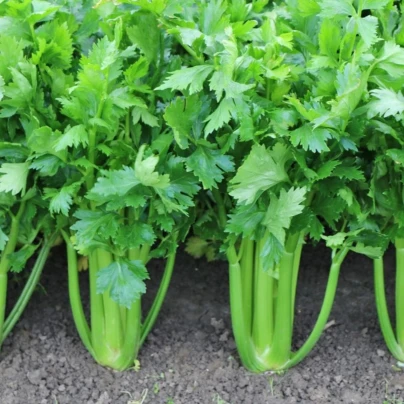 Celer řapíkatý Merlin – Apium graveolens var. – osivo celeru