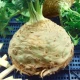 Celer bulvový Neon - Apium graveolens var. - osivo celeru - 300 ks