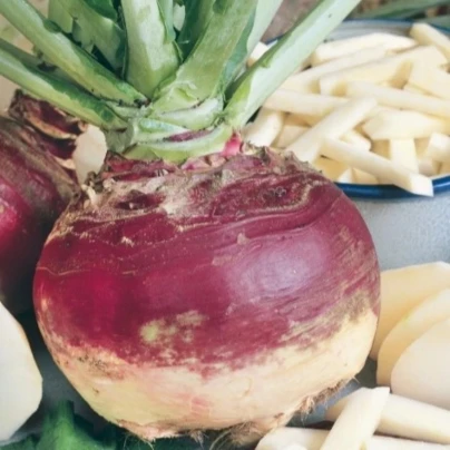 Tuřín Gowrie - Brassica napus var. napobrassica - osivo tuřínu - 200 ks