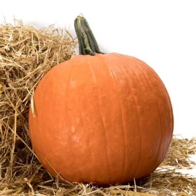 Tykev Jack O Lantern - Cucurbita pepo - osivo dýně - 7 ks