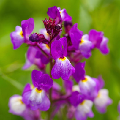 Lnice marocká Licilia Azure - Linaria maroccana - osivo lnice - 30 ks