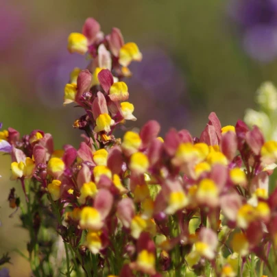 Lnice marocká Licilia Peach - Linaria maroccana - osivo lnice - 30 ks