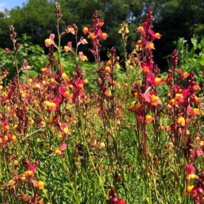 Lnice marocká Licilia Peach - Linaria maroccana - osivo lnice - 30 ks