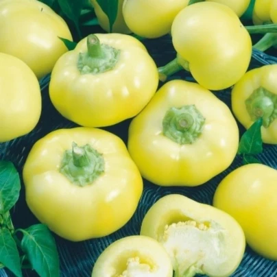 Paprika roční Jablina F1 - Capsicum annuum - osivo papriky - 10 ks