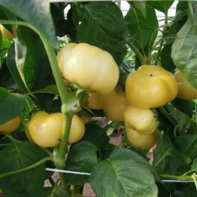 Paprika roční Jablina F1 - Capsicum annuum - osivo papriky - 10 ks