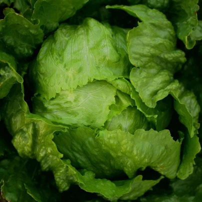 Salát ledový Stamir - Lactuca sativa L. var. capitala - osivo salátu - 300 ks