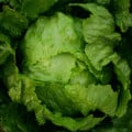 Salát ledový Stamir - Lactuca sativa L. var. capitala - osivo salátu - 300 ks