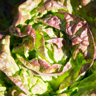 Salát ledový Derel - Lactuca sativa L. var. capitala - osivo salátu - 200 ks