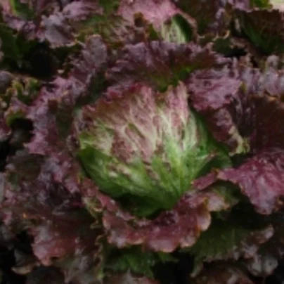 Salát ledový Derel - Lactuca sativa L. var. capitala - osivo salátu - 200 ks