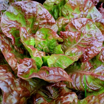 Salát římský Galba - Lactuca sativa var. longifolia - osivo salátu - 200 ks