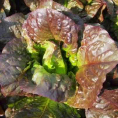 Salát římský Galba - Lactuca sativa var. longifolia - osivo salátu - 200 ks